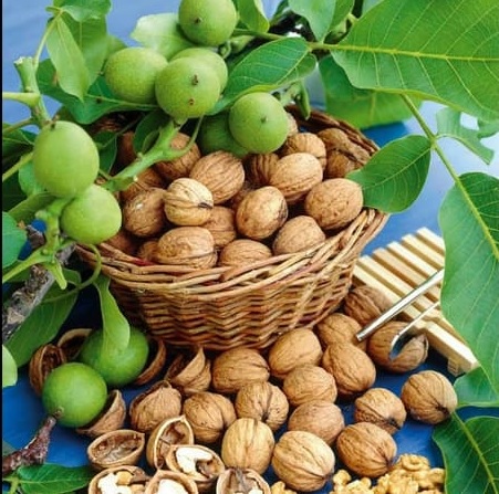 تصویر 1 از قیمت و خرید گردو پوست کاغذی تازه خوانسار + به صورت عمده